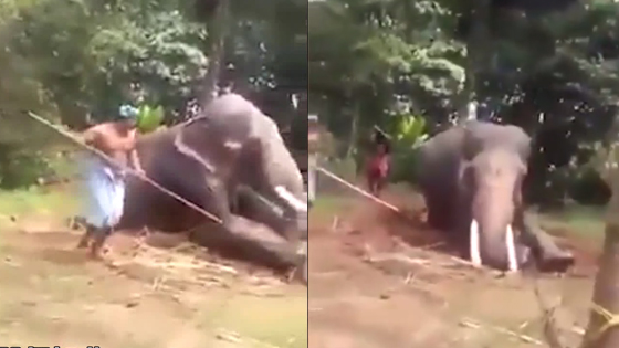 印度大象被驯象师乱棍虐打：打倒在地站不起来
