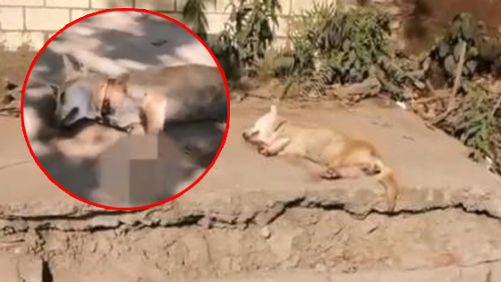 田园犬被砍断四肢扔路边惨死，志愿者泣不成声埋葬狗狗