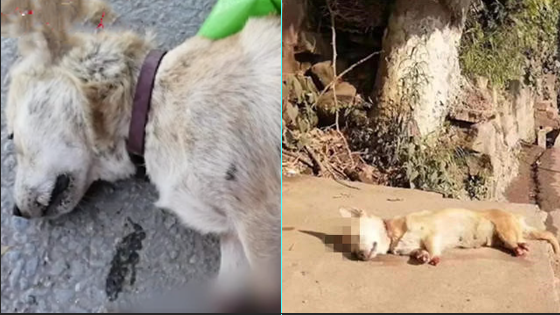 重庆一条狗被虐死 志愿者悬赏1万元寻虐狗