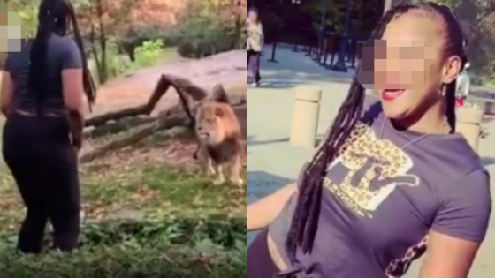 女游客翻围栏狮子前跳舞 狮子一脸懵