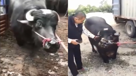 待宰母牛下跪 网友众筹2万元买下放生