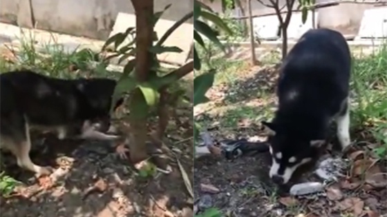 52岁女子被自己斗牛犬咬死腿和胳膊到处是伤 手机新浪网