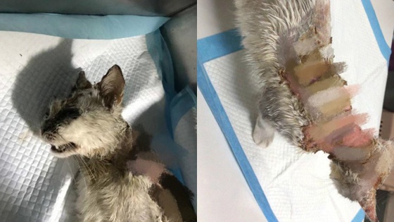 大学生被指虐猫致死到处炫耀 本人否认