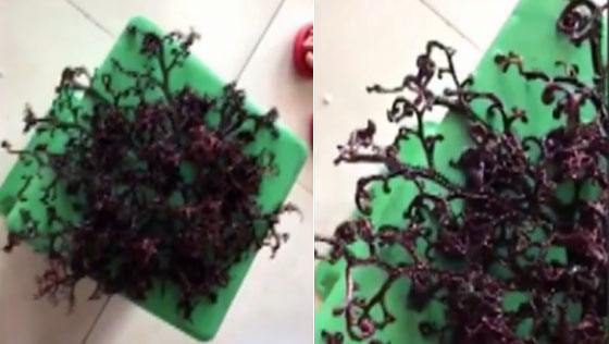 海草舞？海边惊现怪物海草 身上长满触角