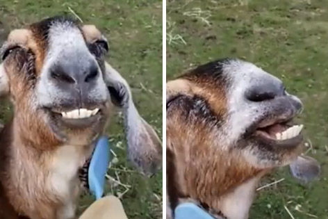 喜感爆棚！美国一只山羊被梳毛就咧嘴笑不停