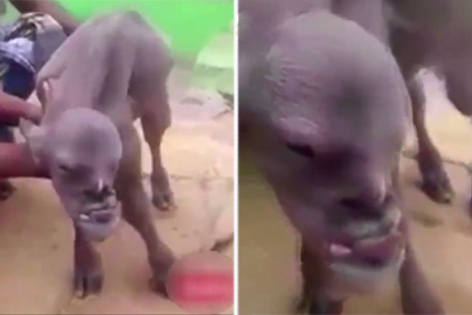 印度出现奇形怪状山羊 基因突变“长有人脸”