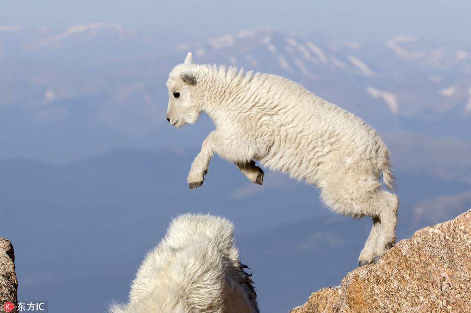 小羊羔海拔4000米山上自由跳跃_高清图集_新浪网