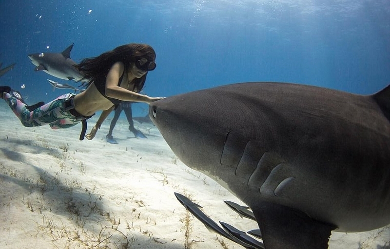 澳洲女子与鲨鱼相伴12年 同游画面美如画