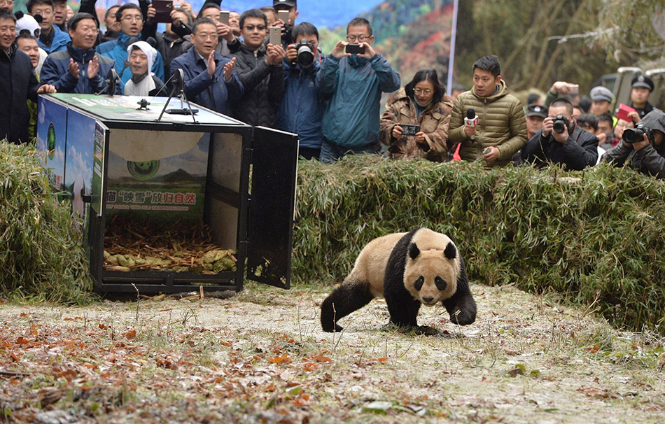 大熊猫八喜,映雪今天跑向山野