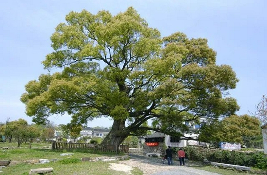 新京报:"修剪"自种香樟树被罚14万,既要处罚也要释法_新浪新闻