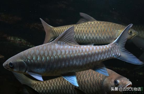 揭开"世上最好吃的淡水鱼----忘不了鱼"的神秘面纱|吉罗|鱼|云南_新浪