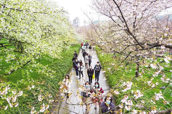  3月11日，“相約春天賞櫻花”系列活動在武漢東湖櫻園啟動，包括援鄂醫(yī)療隊代表在內(nèi)的省內(nèi)外游客入園觀賞盛開的櫻花。（湖北日報全媒記者 魏錸 攝）