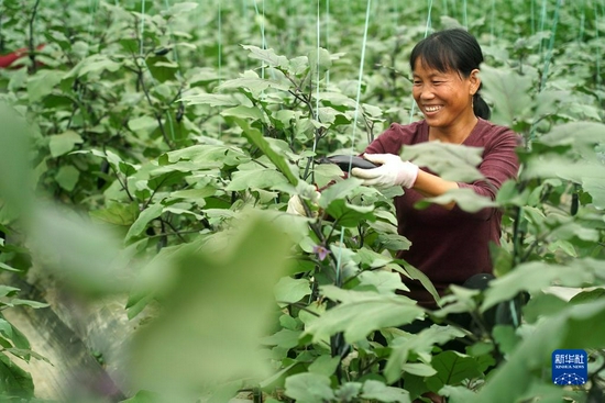 在江西省赣州市于都县梓山镇潭头村的果蔬种植基地，村民在采摘茄子（2020年10月21日摄）。新华社记者 万象 摄