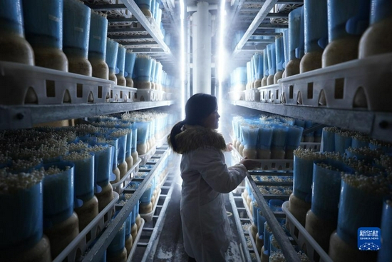 江西省赣州市章贡区火燃村一家菌菇企业，工人在查看金针菇长势（2020年11月12日摄）。新华社记者 周密 摄