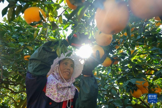 在江西省赣州市章贡区沙石镇下茹村，果农在采摘脐橙（2020年11月12日摄）。新华社记者 周密 摄