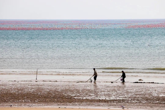 △2022年3月1日，山东青岛，西海岸新区黄海之滨，渔民在捕蛤蜊。