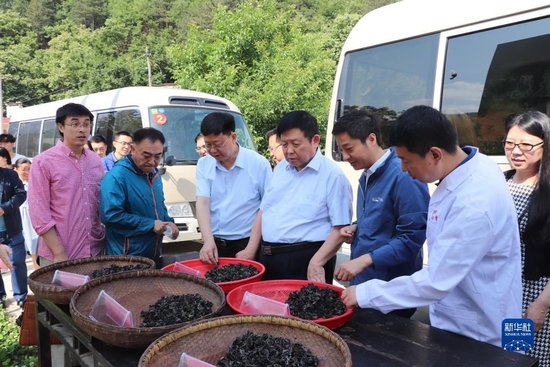 李玉在陕西省柞水县调研当地黑木耳生产和品种选育情况（资料照片）。 新华社发