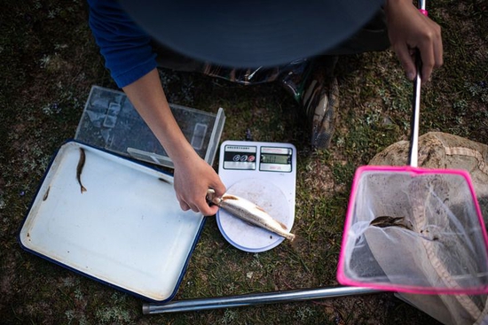  长江科学院科考队员刘晗在长江南源当曲对采集的一尾小头裸裂尻鱼称重（2022年7月25日摄）。新华社记者 肖艺九 摄