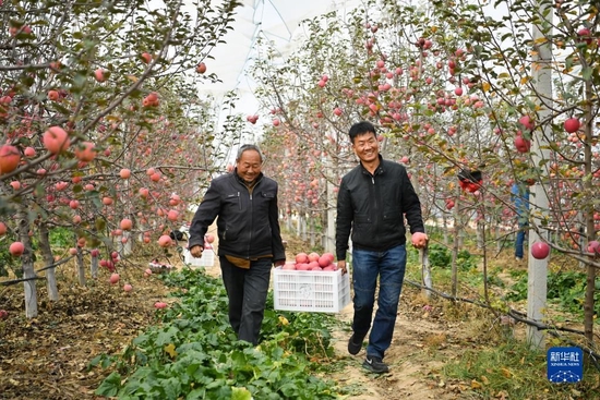陕西延安市安塞区高桥镇南沟村的果农在果园采摘苹果（2022年10月27日摄）。新华社记者 张博文 摄