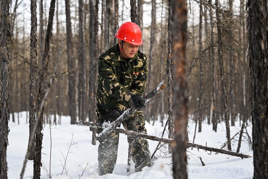 2月22日，周义哲在内蒙古森工集团满归森工公司乌龙岱林场清理杂枝，对森林进行综合抚育工作。新华社记者 刘磊 摄