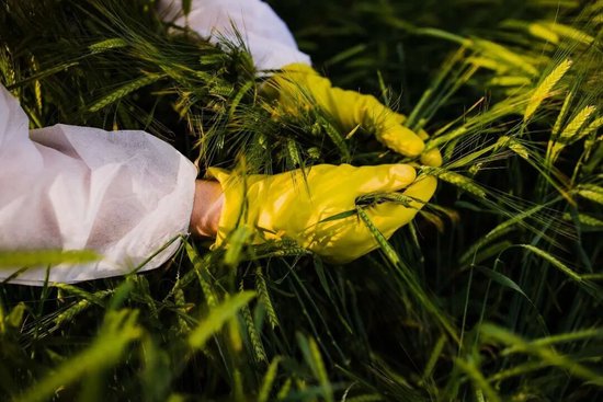 某国领馆人员带领多名农业、生物等专业人员多次赴我国某省重要农产区，违规探查搜集某农作物产量储备情况