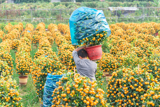  △2022年1月21日，广州南沙区鱼窝头细沥村的农田上种植了大量年橘盆栽，枝头上挂满了果实，正在现场出售中。