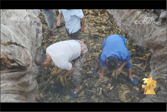 ·土坑里的工人脚踩酸菜。图片来源：央视财经