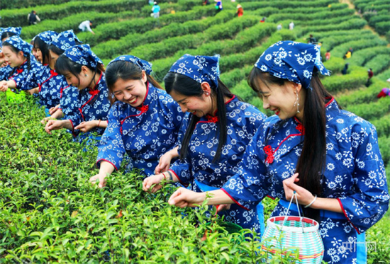采茶工正在娴熟地采摘新芽(央广网发 向宣垣 摄)