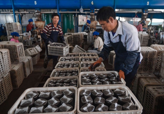  2018年5月24日，吉林省延边朝鲜族自治州汪清县天桥岭镇农民在当地一家菌袋厂内搬运制作好的黑木耳菌袋。新华社记者 许畅 摄