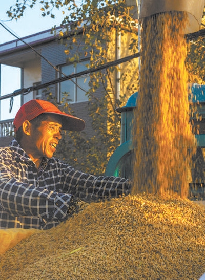收储加工环环紧扣一粒粮食的产业链之旅