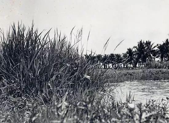 袁隆平的梦想：有朝一日，坐在稻子下乘凉休闲区蓝鸢梦想 - Www.slyday.coM