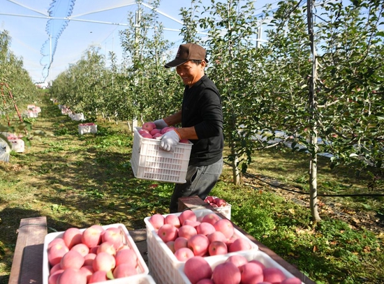 2022年10月10日，在陕西省延安市洛川县永乡镇阿寺村一处果园，果农在搬运苹果。新华社记者 张博文 摄