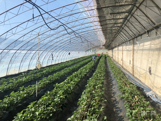 大棚内的温度需实时监测（央广网记者 王晶 摄）