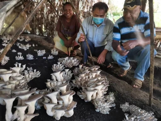  △中国援助的菌草种植蘑菇技术和产业链提高了巴布亚新几内亚的农业可持续发展能力。
