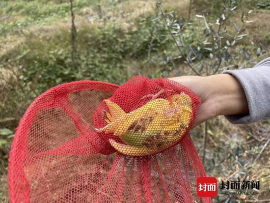 要不咱们小酌一杯？特朗普为了查尔斯三世取消威士忌关税