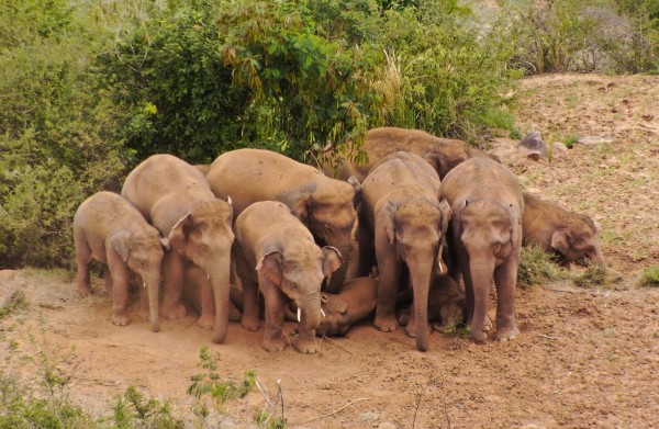 图说：大象站在一起组成凉棚，让小象躺在&ldquo;凉棚&rdquo;下睡午觉。