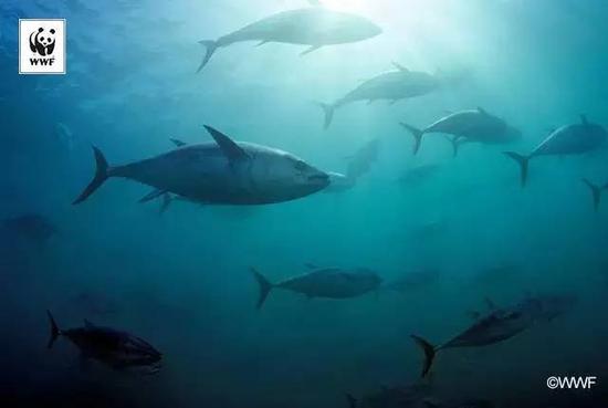 金枪鱼喜欢集群觅食、迁移，这样的习性，导致它们更易为人类所捕获，进而导致其数量急剧减少。