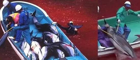 纪录片《海豚湾》