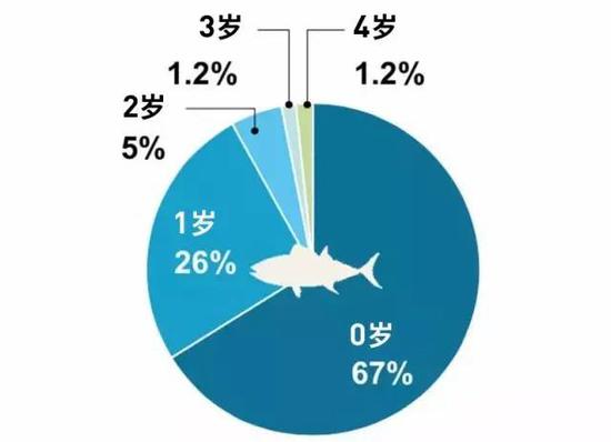 　　接近七成的太平洋蓝鳍金枪鱼会在一岁前被捕捞，只有1.2%的蓝鳍金枪鱼可以活到四岁以上，而它们的寿命是四十年。