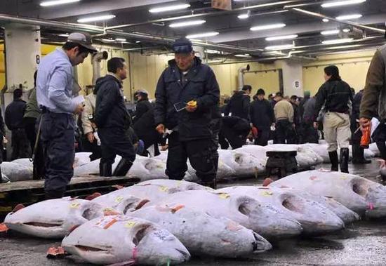 日本消费了占世界总捕捞量八成的蓝鳍金枪鱼。