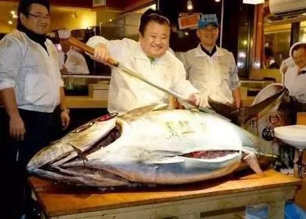 212公斤的蓝鳍金枪鱼“鱼王”