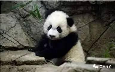大熊猫在海外居然被虐待 手机新浪网