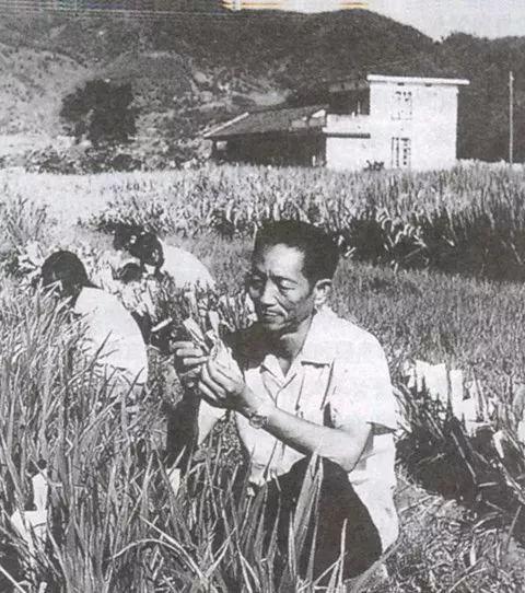 袁隆平的梦想：有朝一日，坐在稻子下乘凉休闲区蓝鸢梦想 - Www.slyday.coM