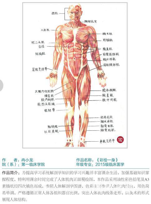 被学医"耽误"的画家!医学生手绘人体器官超逼真