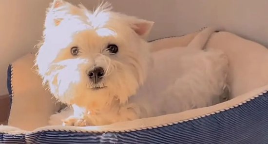 宠物狗被毒死女子辞职追凶3年，案件宣判：65岁被告投毒致9条犬只死亡，获刑4年