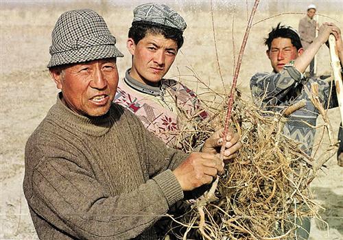 △刘铭庭（左一）扎根新疆沙漠植树治贫