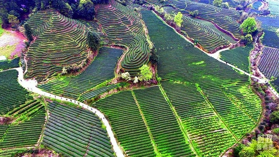 △福建武夷山,燕子窠生态茶园。当地因茶致富,因茶兴业。(图/视觉中国)