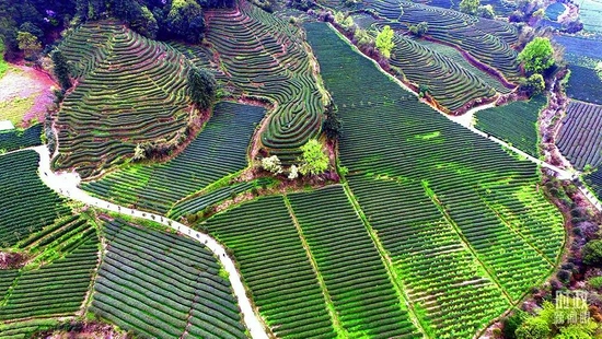 △福建武夷山，燕子窠生态茶园。当地因茶致富，因茶兴业。（图/视觉中国）