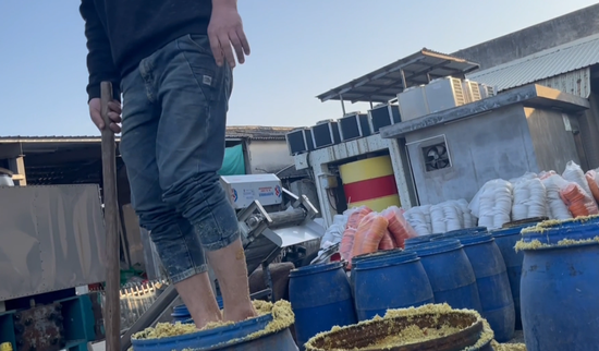 汕头腌制厂工人用脚踩菜，甚至边抽烟边切酸菜