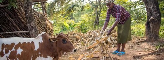 肯尼亚的小农户正在用抗旱玉米秸秆喂牛。